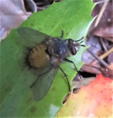 Protodejeania echinata