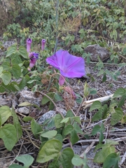 Ipomoea indica