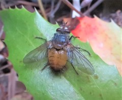 Protodejeania echinata