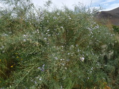 Psoralea verrucosa