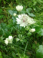 Astrantia major