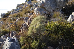 Grubbia tomentosa