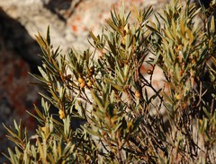 Grubbia tomentosa