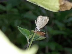 Zizula hylax pygmaea