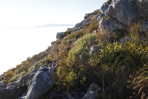 Grubbia tomentosa (Grubbia tomentosa)