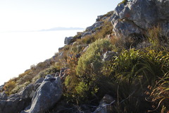 Grubbia tomentosa