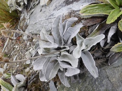 Brachyglottis haastii