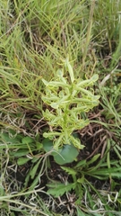 Habenaria mossii