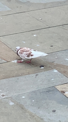 Columba livia domestica