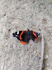 Vanessa atalanta