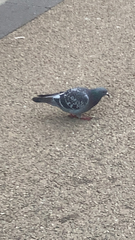 Columba livia domestica