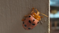 Podontia quatuordecimpunctata