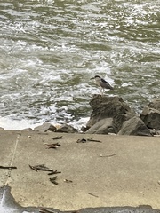 Nycticorax nycticorax