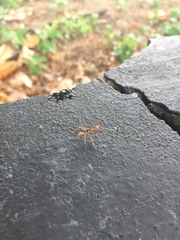 Oecophylla smaragdina