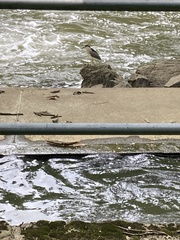 Nycticorax nycticorax