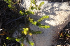 Erica quadrisulcata