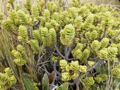 Veronica buchananii