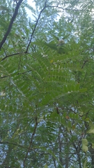 Gleditsia aquatica