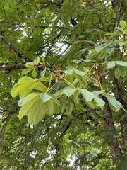 Aesculus hippocastanum