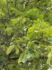 Aesculus hippocastanum