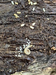 Andrognathus corticarius