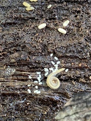 Andrognathus corticarius