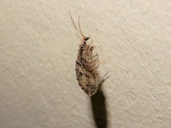 Wesmaelius subnebulosus