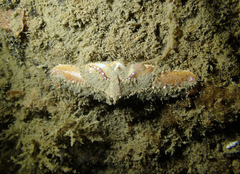 Latulambrus occidentalis image