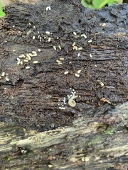 Andrognathus corticarius