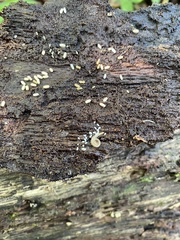 Andrognathus corticarius