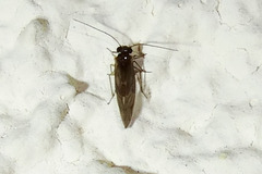 Valenzuela confluens