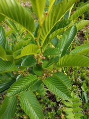 Rhamnus fallax
