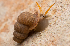 Halotudora kuesteri