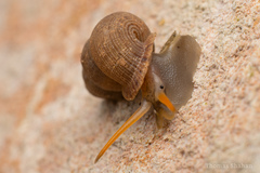 Halotudora kuesteri