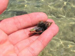 Tarantinaea lignaria