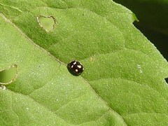 Brachiacantha decempustulata