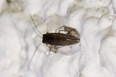 Valenzuela confluens