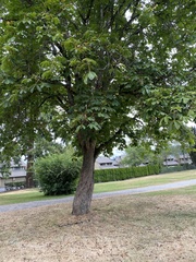 Aesculus hippocastanum