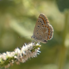 Polyommatus celina