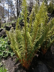 Polystichum speciosissimum