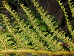 Polystichum speciosissimum