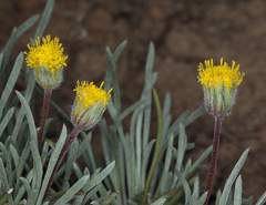 Erigeron chrysopsidis austiniae