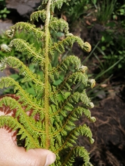 Polystichum speciosissimum