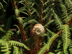 Polystichum speciosissimum