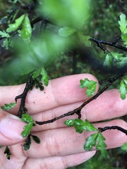 Pittosporum divaricatum