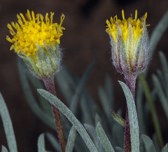 Erigeron chrysopsidis austiniae