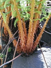 Polystichum speciosissimum
