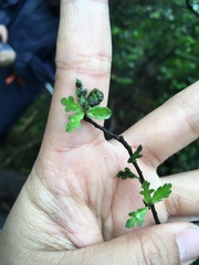 Pittosporum divaricatum