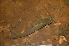 Heptapteridae