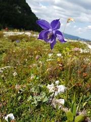 Aquilegia iulia
